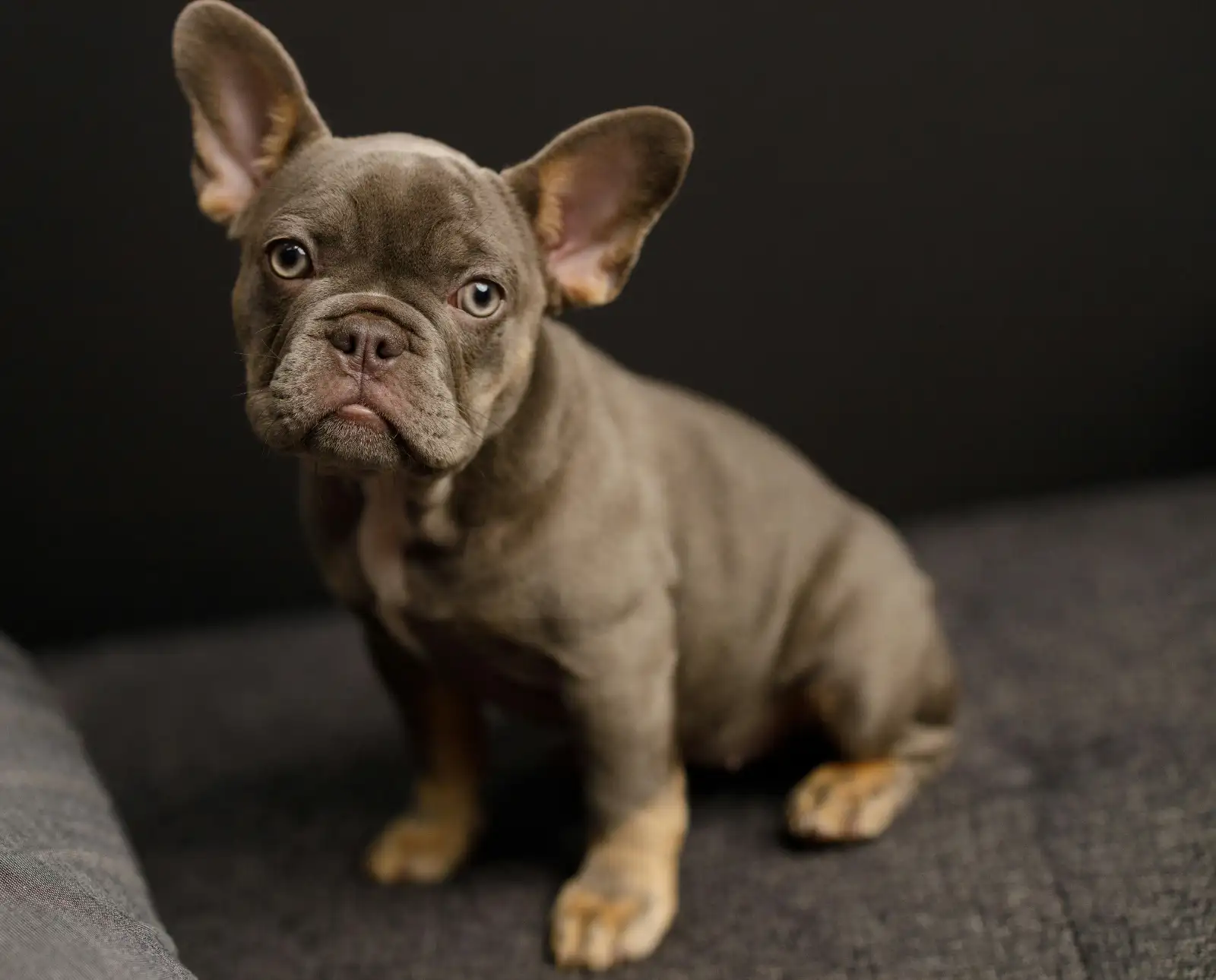 Tuna the Frenchie from Sydney