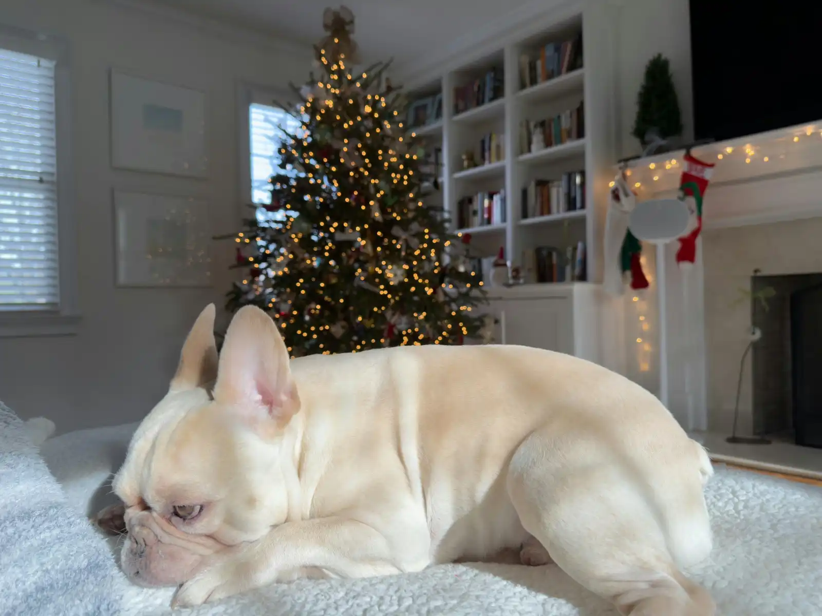 Brioche the Frenchie from Ohio