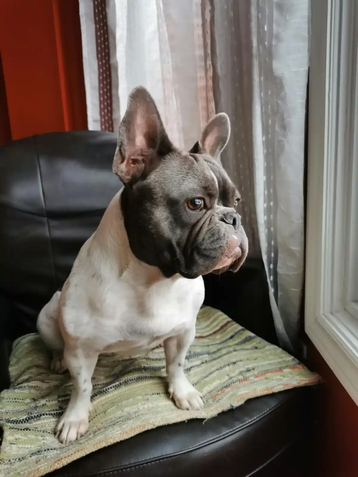 Olive the Frenchie from London